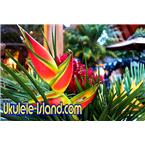 Aloha Joe's Ukulele Island