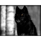 dark wolf radio